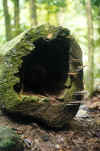 A fallen hollow log with mushrooms growing on it