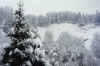 Snow-covered trees outside the Gastof where I was staying