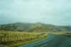 Yellow rolling hills near the fur seal colony