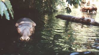 Hippos