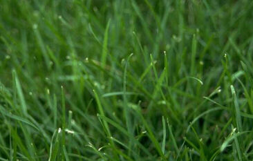 Green Grass