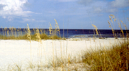 sea oats on St. George Island