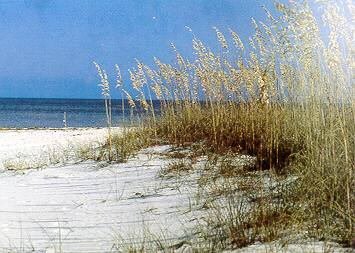 sea oats on St. George Island