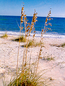 sea oats on St. George Island