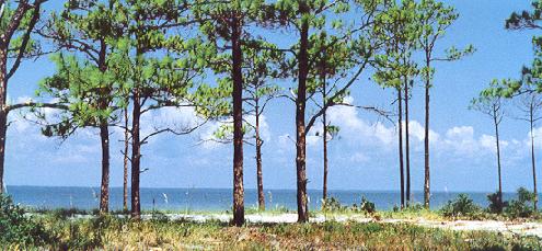 slash pines on St. George Island