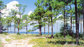 slash pines on St. George Island