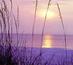 sunset and sea oats on St. George Island