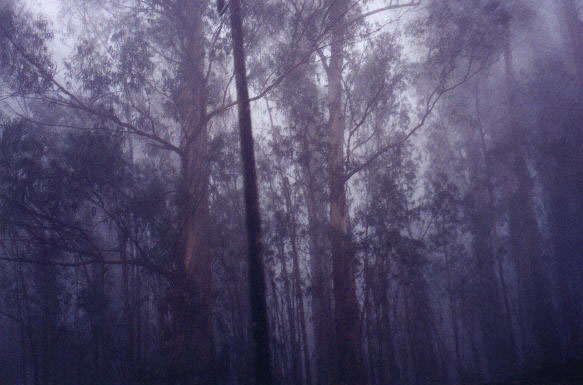 Trees of Maui