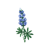 Bluebonnet