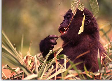 A feeding gorilla