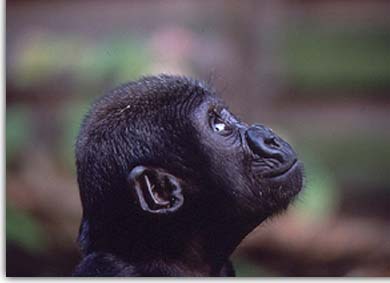 A young gorilla