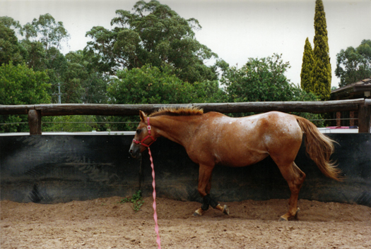 trotting in the round yard