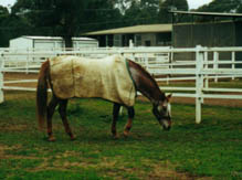 Yum, yum!  Grass.