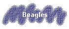 Beagles