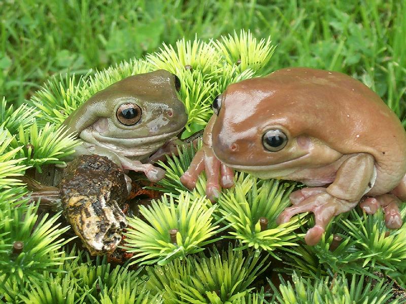 2frogs2.jpg (120207 bytes)