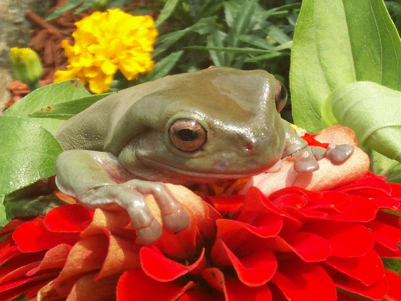 flower-frog.jpg (73305 bytes)