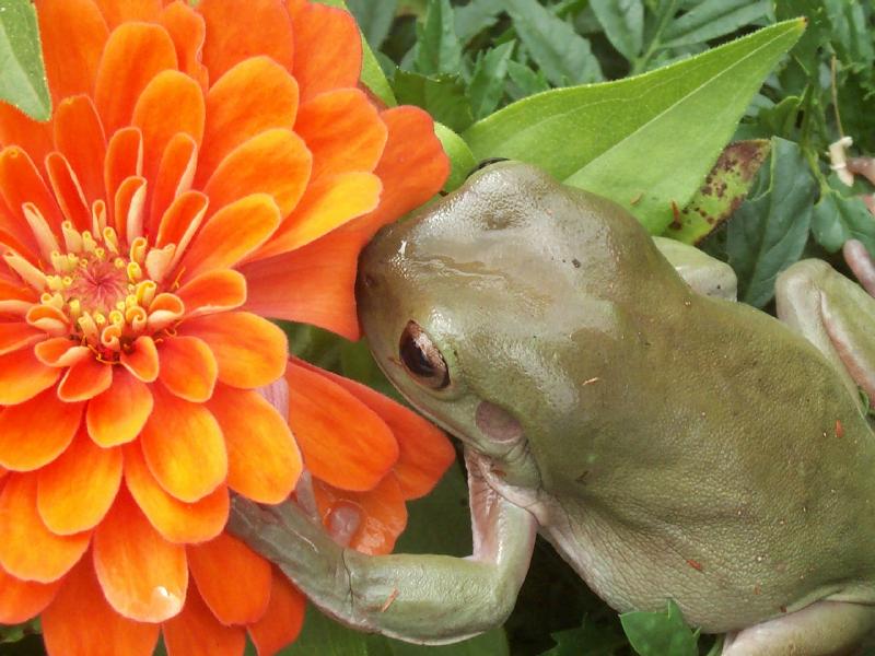 flower-frog2.jpg (71619 bytes)