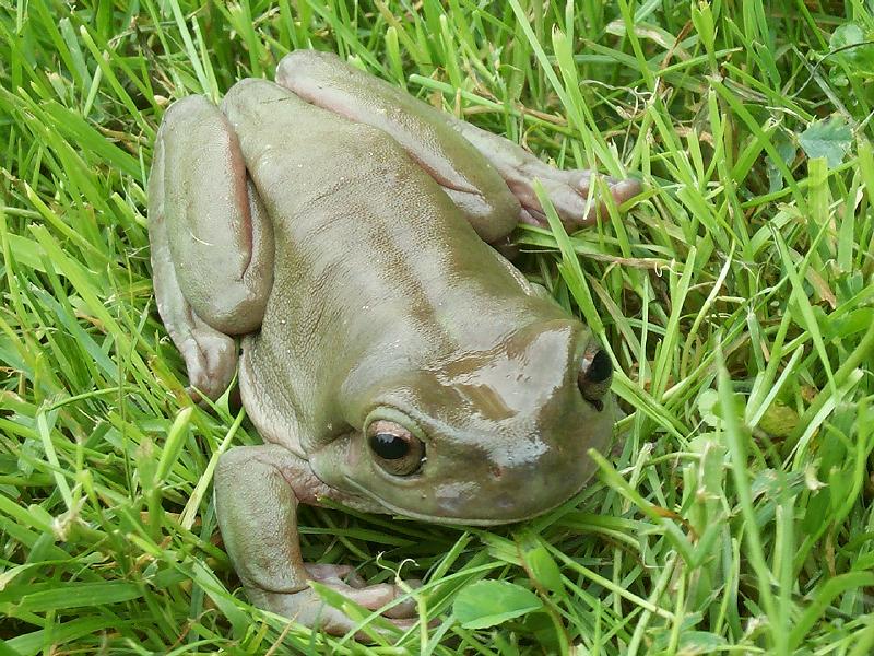 grass-frog.jpg (132555 bytes)