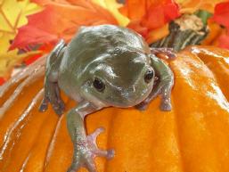 smPumpkinfrog.jpg (11240 bytes)