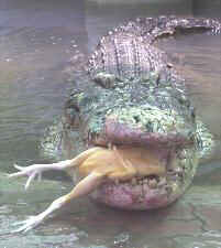 Croc eats chicken