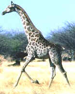 une girafe