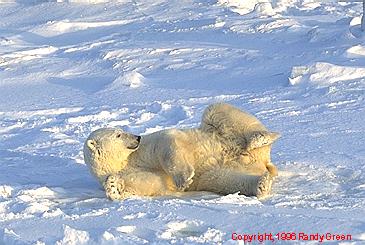 cute bear rolling on the ice