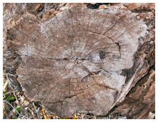 Tree stump