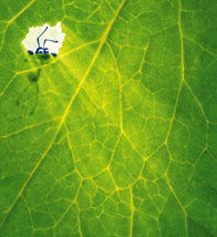 Ant peeking through leaf