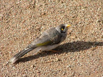 vogeltje in botanische tuin in sydney