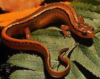 Two Lined Salamander