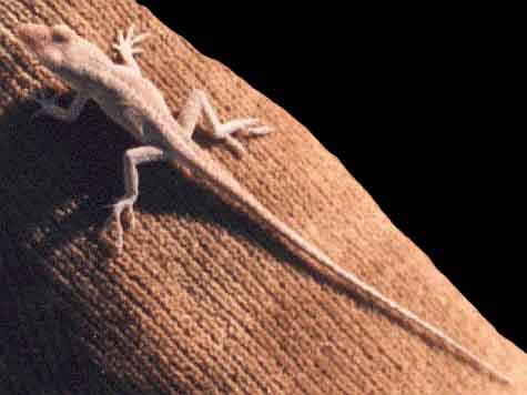 Anole