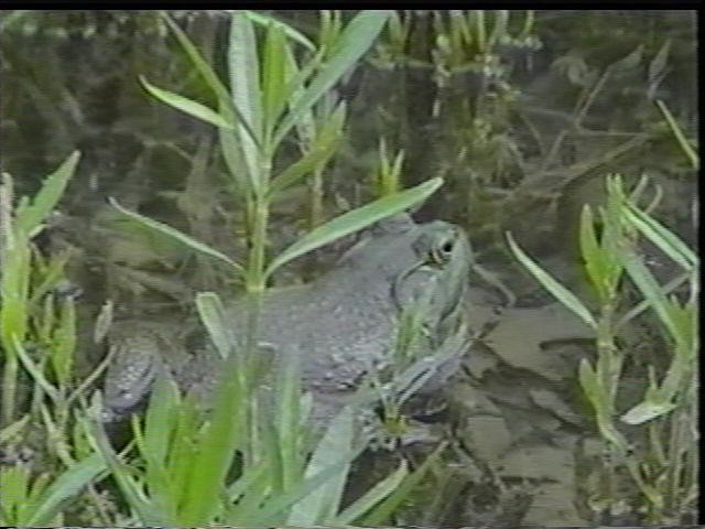 Bull Frog