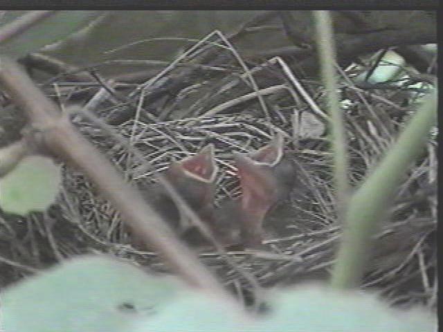 Baby Cardinals