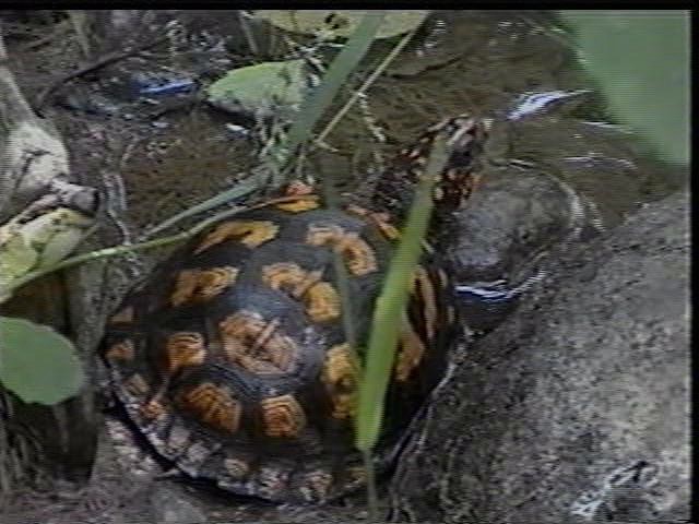 Box Turtle