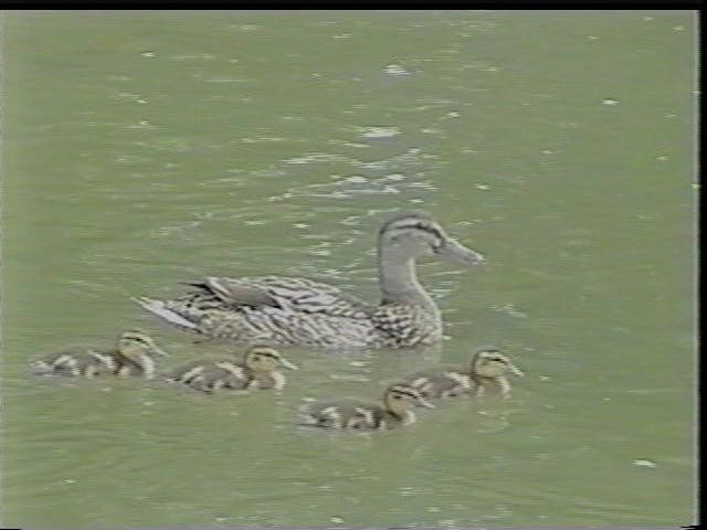 Female Mallard with her young