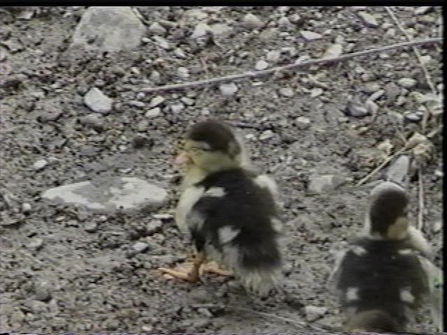 Baby Muscovey Ducks