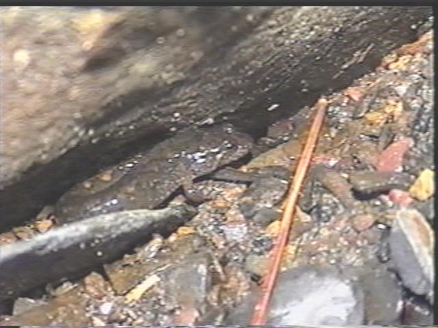 Dusky Salamander