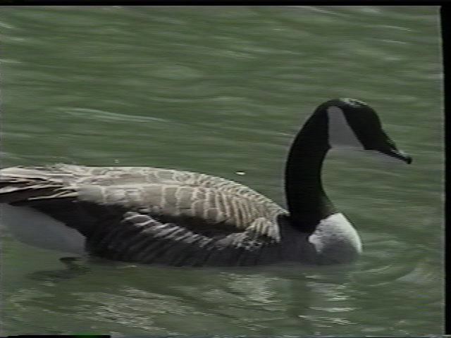 Canadian Goose