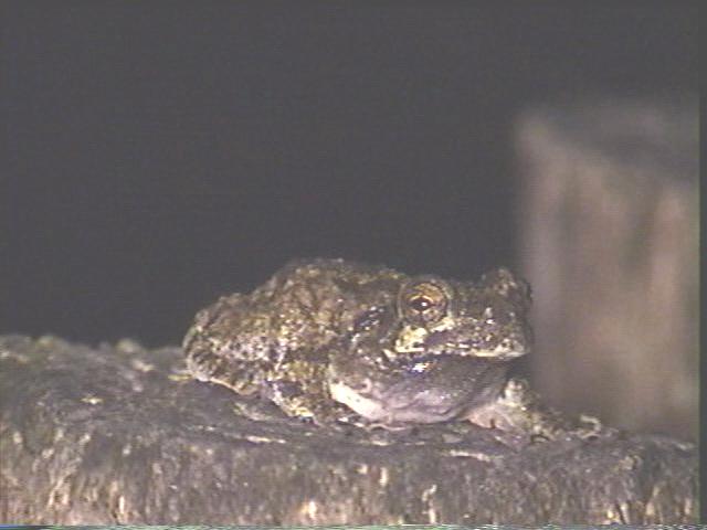 Gray Tree frog