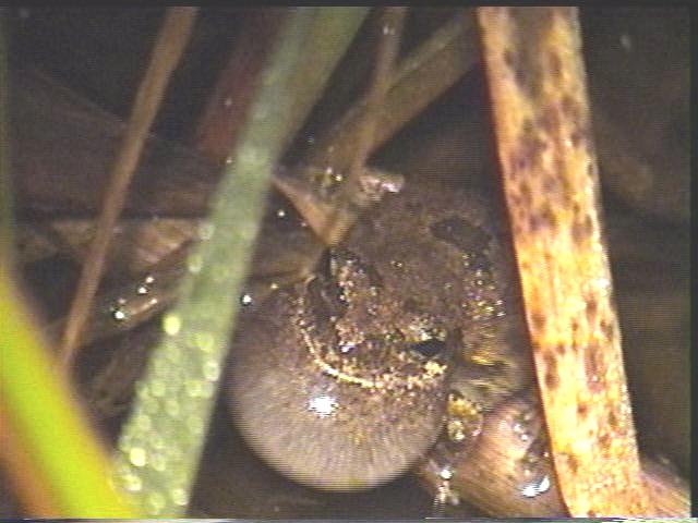 Gray Tree frog