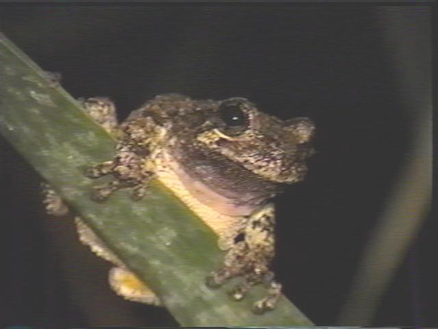 Gray Tree frog