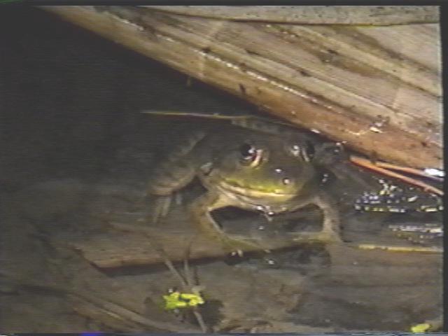 Leopard Frog