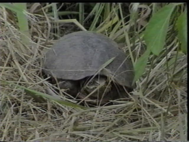 Mud Turtle