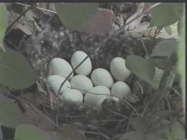 Geese Eggs