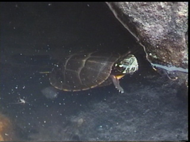 Painted Turtle