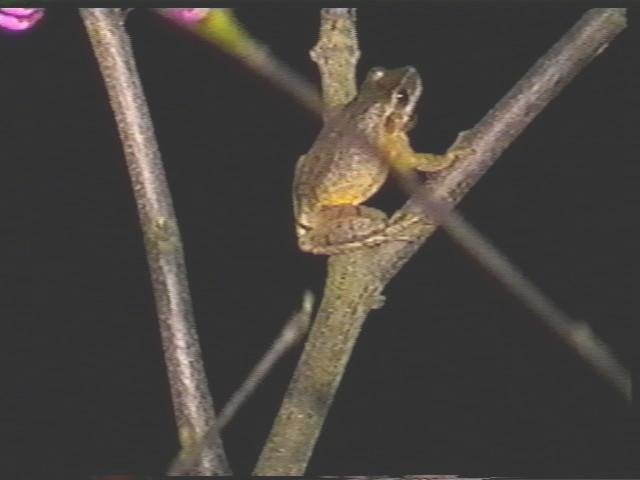 The spring peeper!