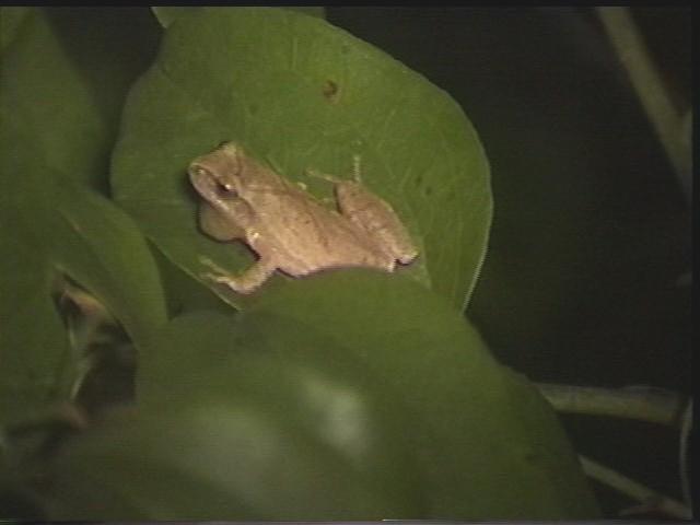 The spring peeper!