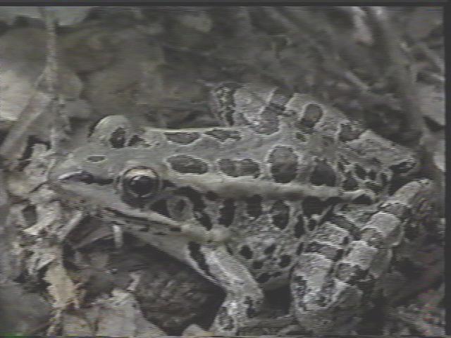 Pickeral Frog