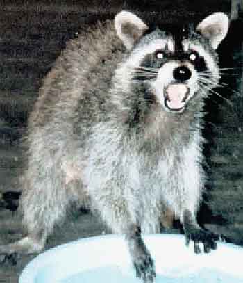 Raccoon