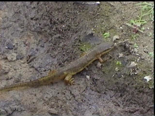 Red Newt